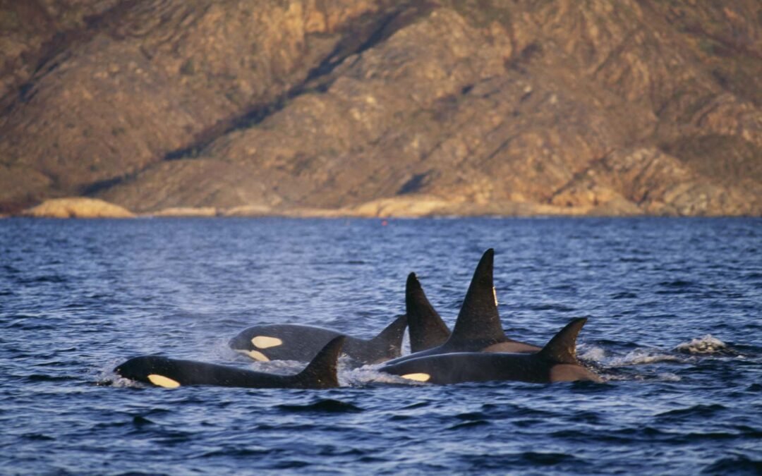 Private Whale Watching Tour