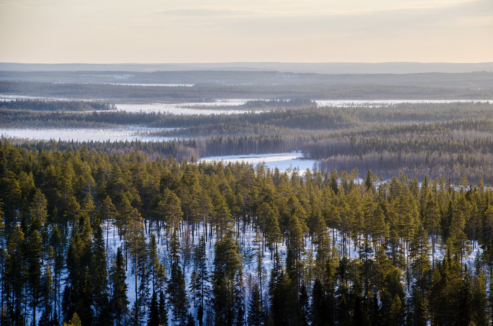 Fôrets finlandaises