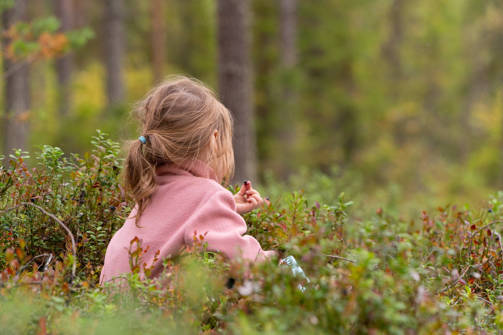 famillem été rovaniemi nature