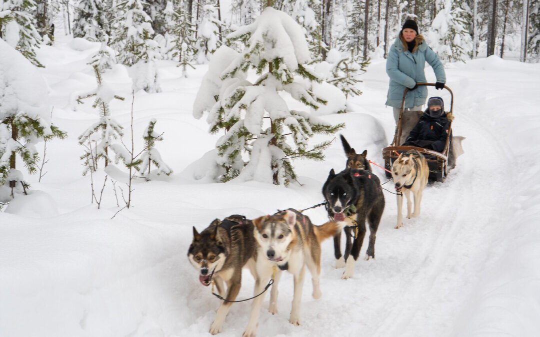 Premium Husky Adventure from Rovaniemi (6-10km Private Safari)