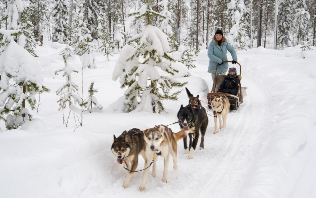 Aventure Privée de 10km en Chiens de Traîneaux depuis Rovaniemi