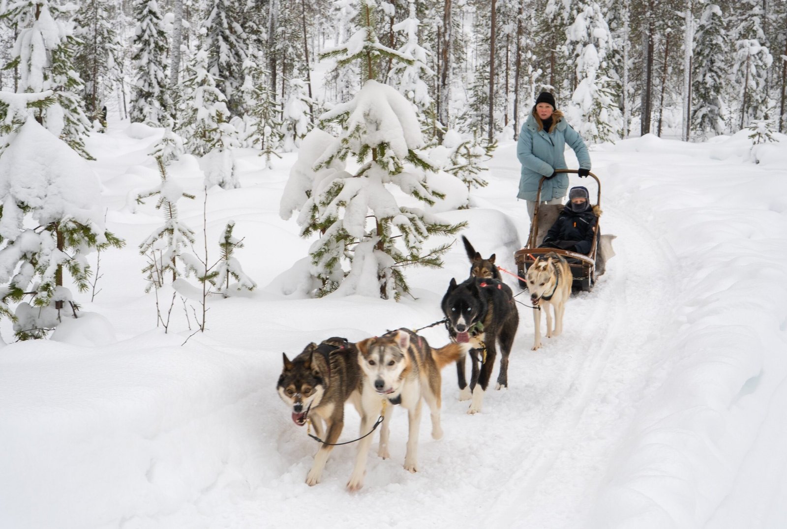 Tour husky premium