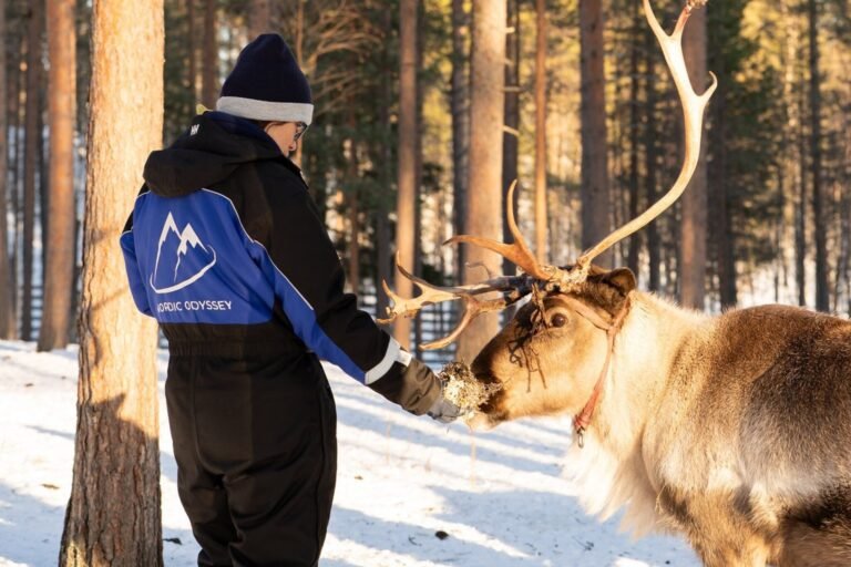 Reindeer feeding Rovaniemi