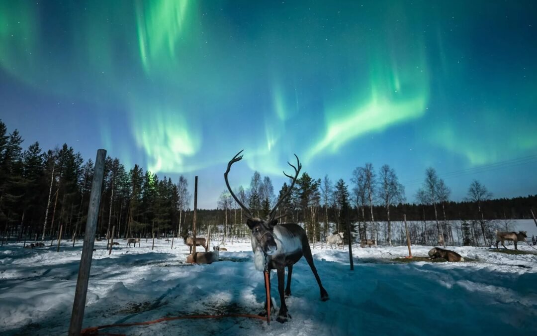 Balade Nocturne en Rennes dans la Forêt