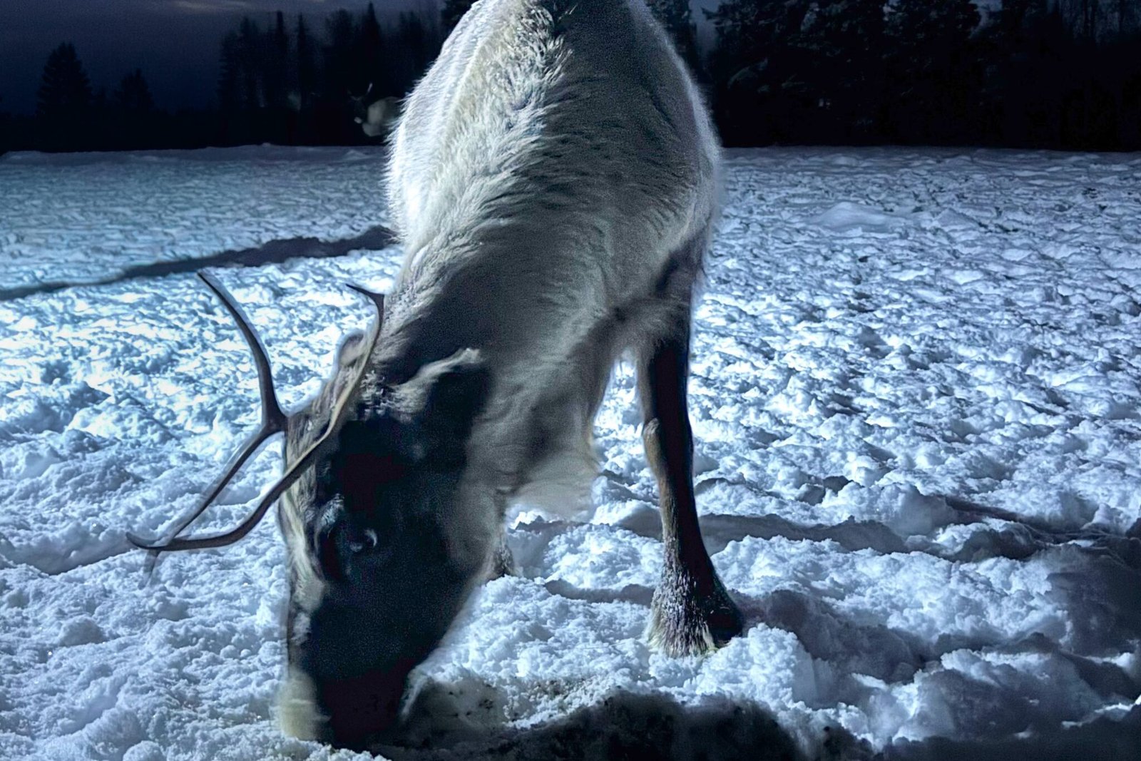 reindeer by night