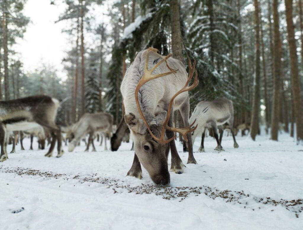 Authentic Reindeer Farm Visit & Short Sleigh Ride