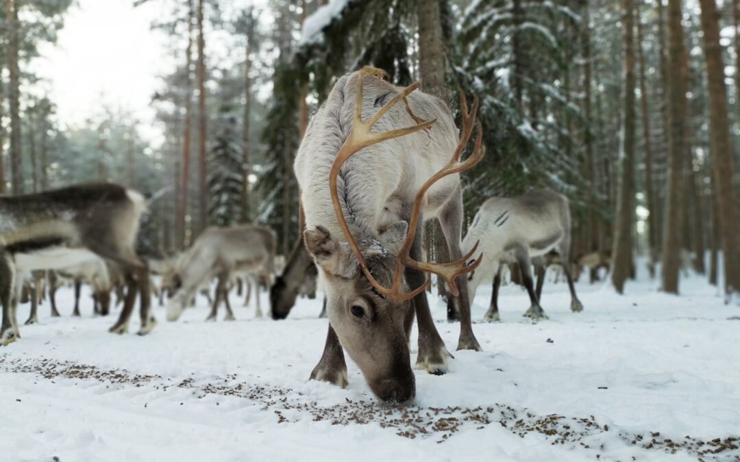 Authentic Reindeer Farm Visit & Short Sleigh Ride