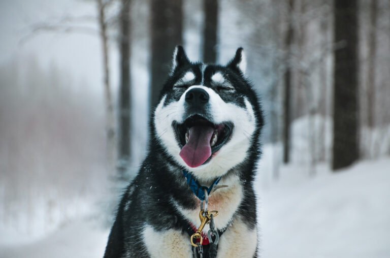 Winter Holiday in Rovaniemi - Husky Ride