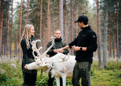 reindeer feed winter lapland Levi autumn Finland